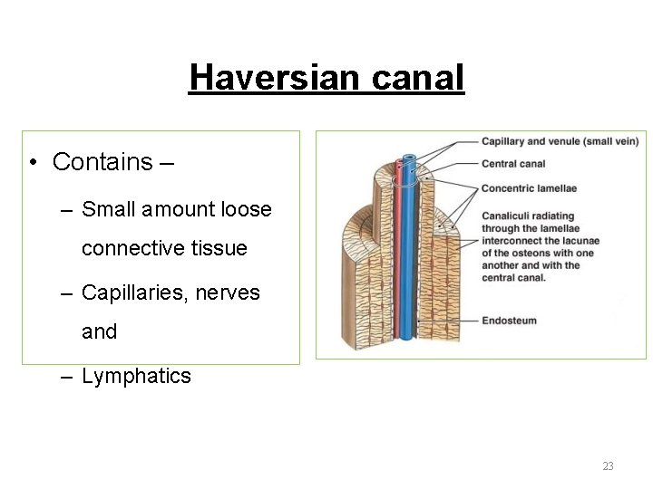 Haversian canal • Contains – – Small amount loose connective tissue – Capillaries, nerves Haversian canal • Contains – – Small amount loose connective tissue – Capillaries, nerves