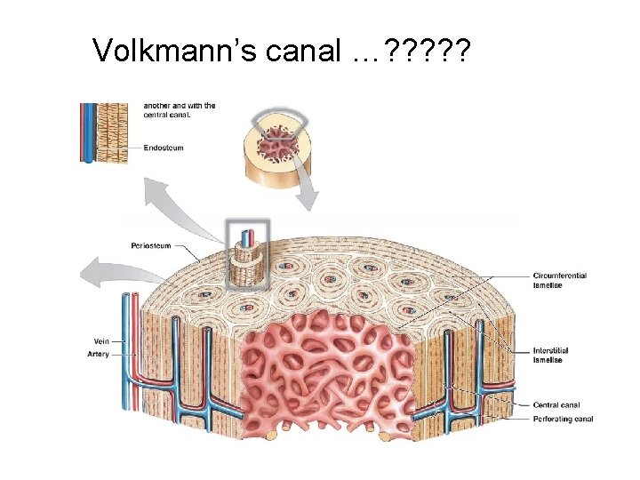 Volkmann’s canal …? ? ? vv Volkmann’s canal …? ? ? vv