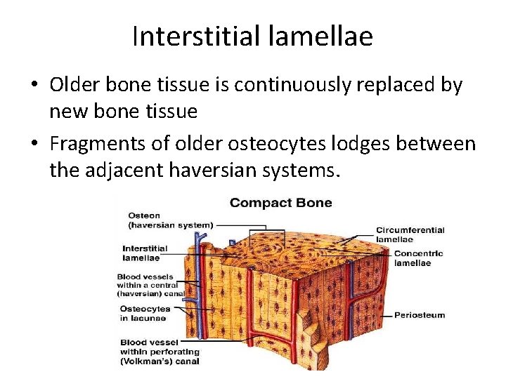 Interstitial lamellae • Older bone tissue is continuously replaced by new bone tissue • Interstitial lamellae • Older bone tissue is continuously replaced by new bone tissue •