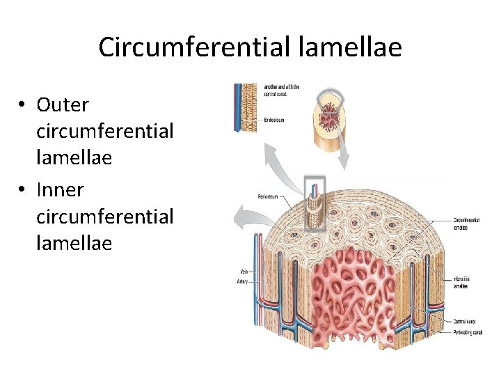 Circumferential lamellae • Outer circumferential lamellae • Inner circumferential lamellae 