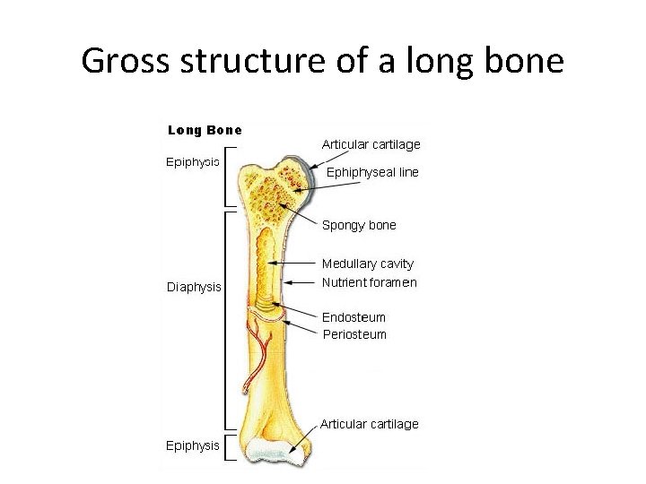 Gross structure of a long bone 