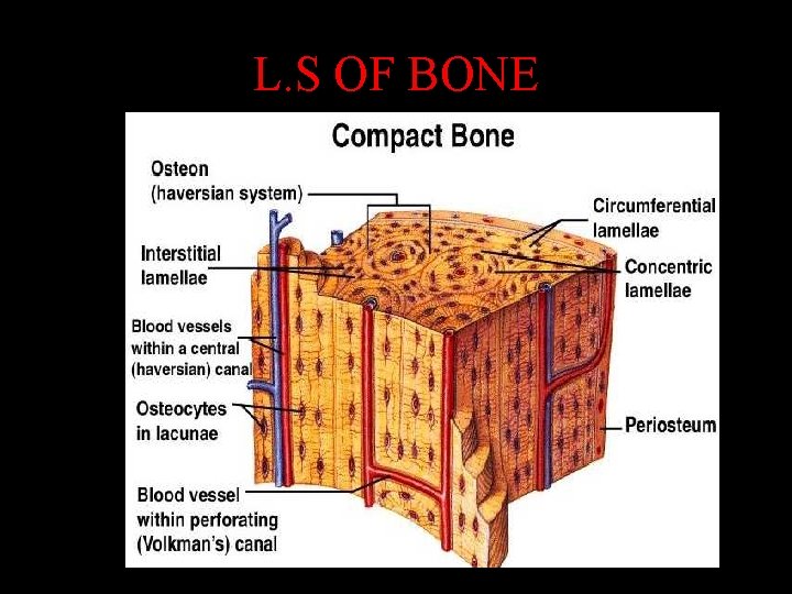 L. S OF BONE 