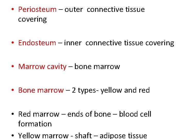 • Periosteum – outer connective tissue covering • Endosteum – inner connective tissue • Periosteum – outer connective tissue covering • Endosteum – inner connective tissue