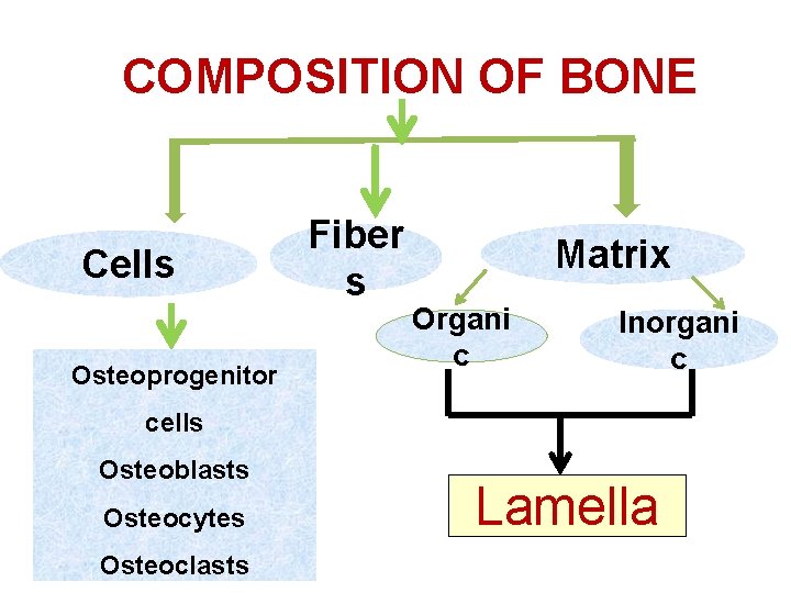 COMPOSITION OF BONE Cells Osteoprogenitor Fiber s Matrix Organi c Inorgani c cells Osteoblasts COMPOSITION OF BONE Cells Osteoprogenitor Fiber s Matrix Organi c Inorgani c cells Osteoblasts