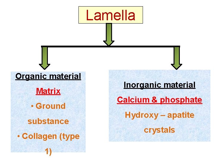 Lamella Organic material Matrix • Ground substance • Collagen (type 1) Inorganic material Calcium Lamella Organic material Matrix • Ground substance • Collagen (type 1) Inorganic material Calcium