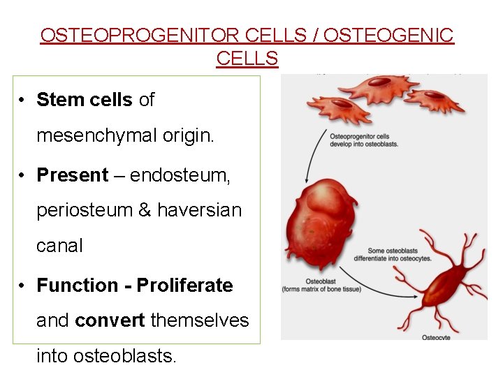 OSTEOPROGENITOR CELLS / OSTEOGENIC CELLS • Stem cells of mesenchymal origin. • Present –