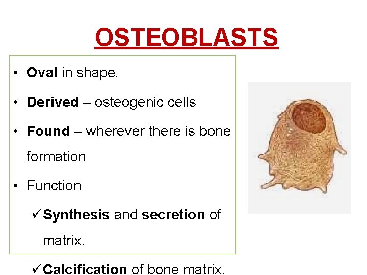 OSTEOBLASTS • Oval in shape. • Derived – osteogenic cells • Found – wherever