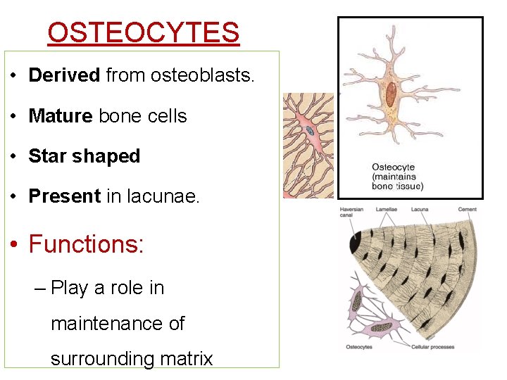 OSTEOCYTES • Derived from osteoblasts. • Mature bone cells • Star shaped • Present
