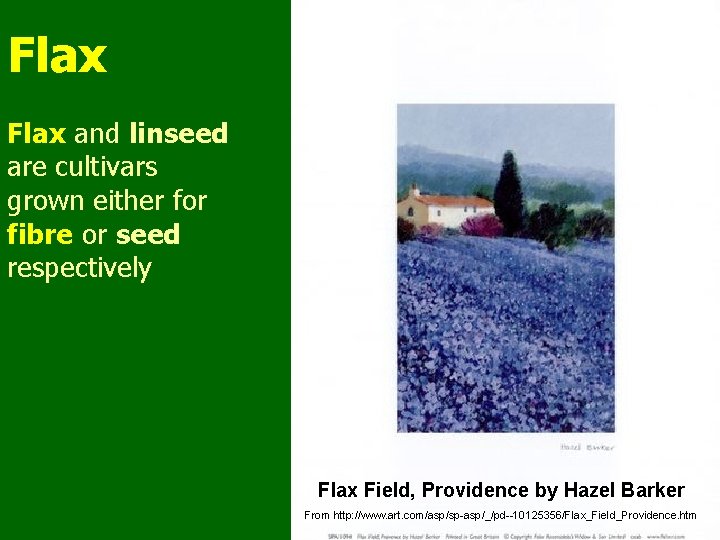 Flax and linseed are cultivars grown either for fibre or seed respectively Flax Field,