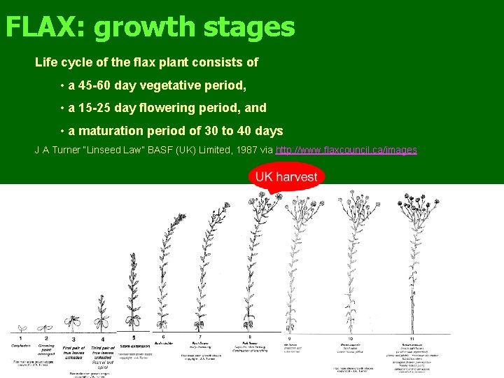 FLAX: growth stages Life cycle of the flax plant consists of • a 45