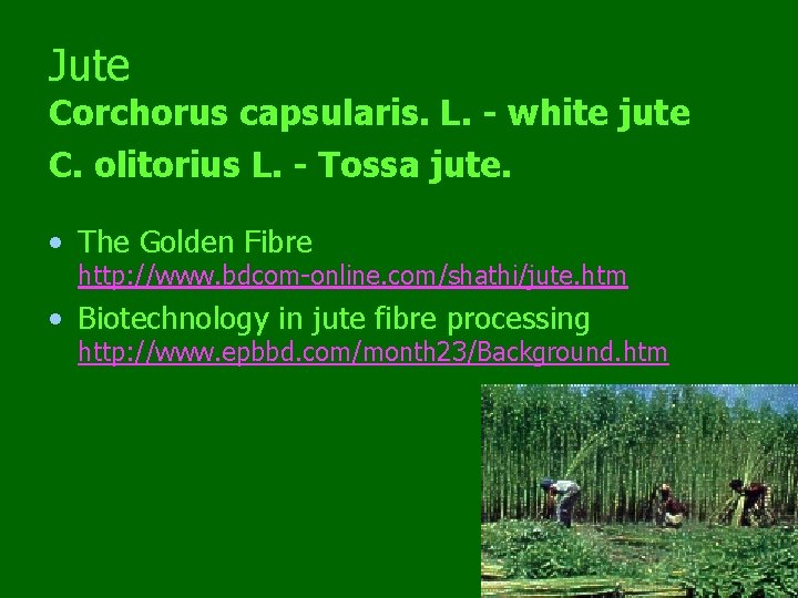 Jute Corchorus capsularis. L. - white jute C. olitorius L. - Tossa jute. •