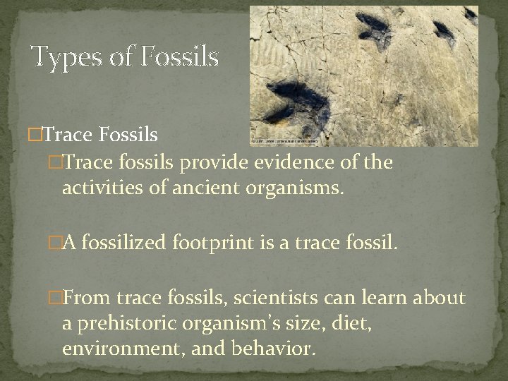 Types of Fossils �Trace fossils provide evidence of the activities of ancient organisms. �A