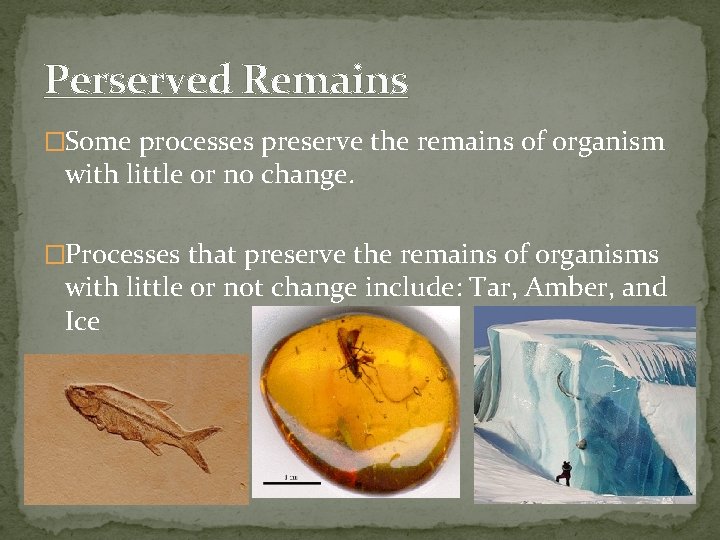 Perserved Remains �Some processes preserve the remains of organism with little or no change.