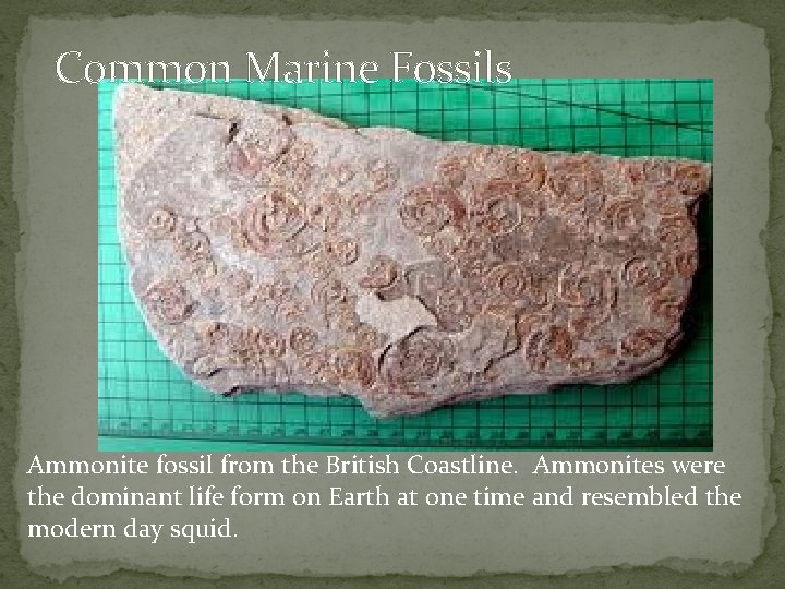 Common Marine Fossils Ammonite fossil from the British Coastline. Ammonites were the dominant life