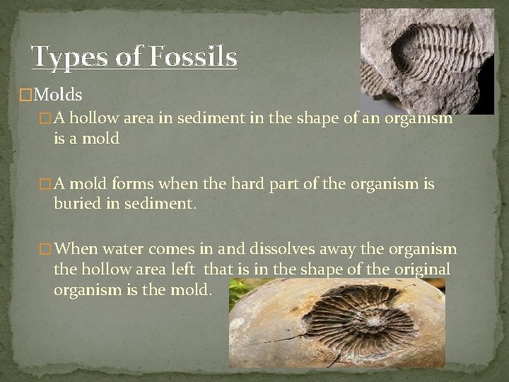 Types of Fossils �Molds � A hollow area in sediment in the shape of