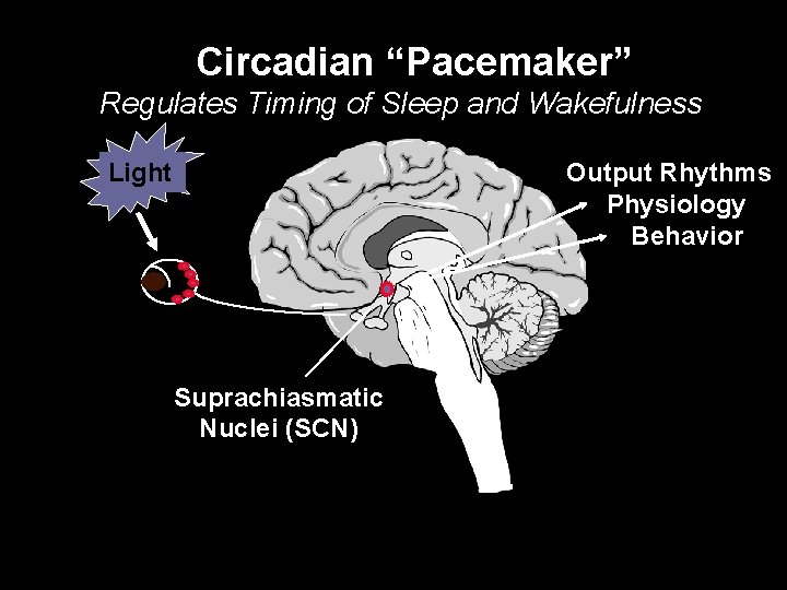 Circadian “Pacemaker” Regulates Timing of Sleep and Wakefulness Output Rhythms Physiology Behavior Light Suprachiasmatic