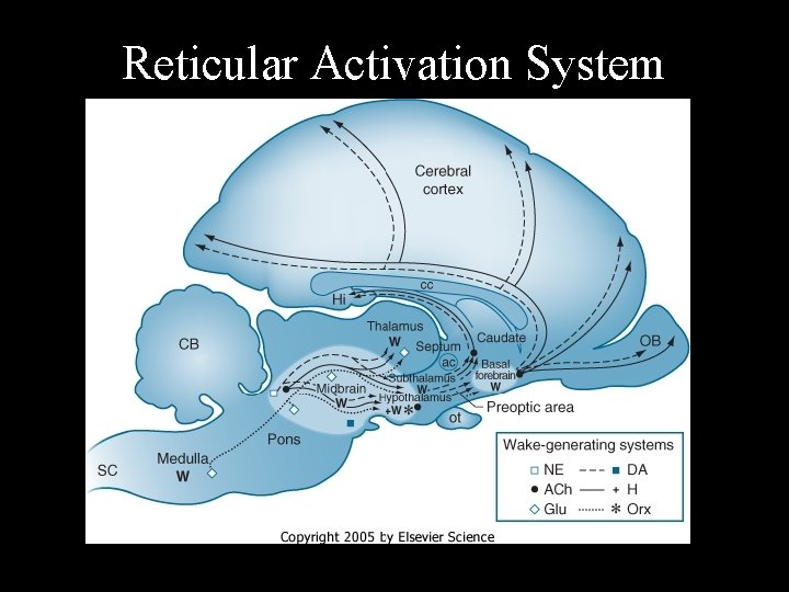 Reticular Activation System 
