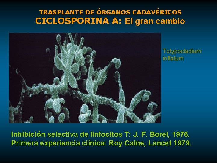 TRASPLANTE DE ÓRGANOS CADAVÉRICOS CICLOSPORINA A: El gran cambio Tolypocladium inflatum Inhibición selectiva de