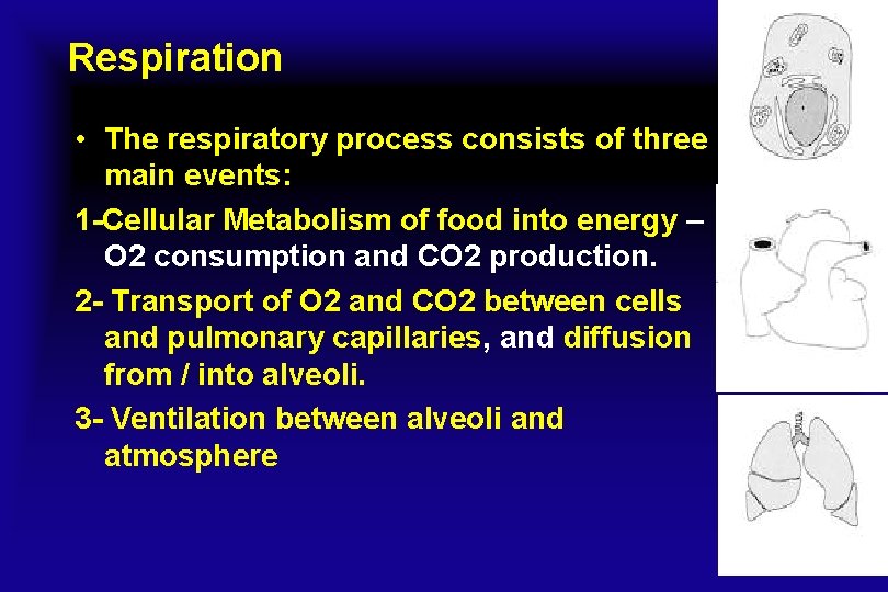 Respiration • The respiratory process consists of three main events: 1 -Cellular Metabolism of