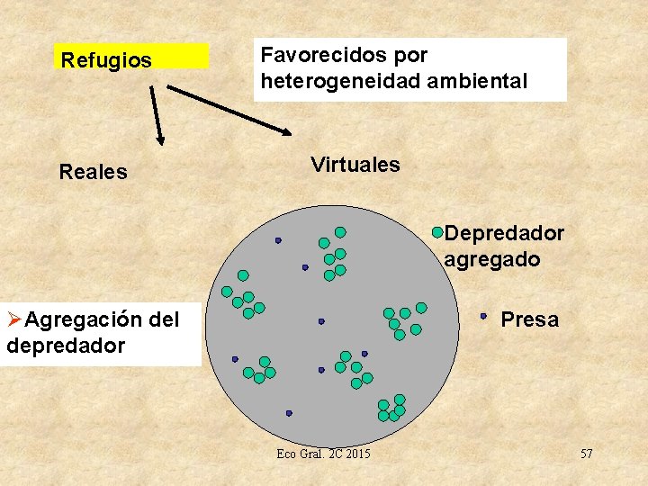 Refugios Reales Favorecidos por heterogeneidad ambiental Virtuales Depredador agregado ØAgregación del depredador Presa Eco