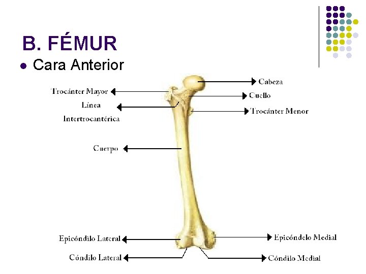 B. FÉMUR l Cara Anterior 