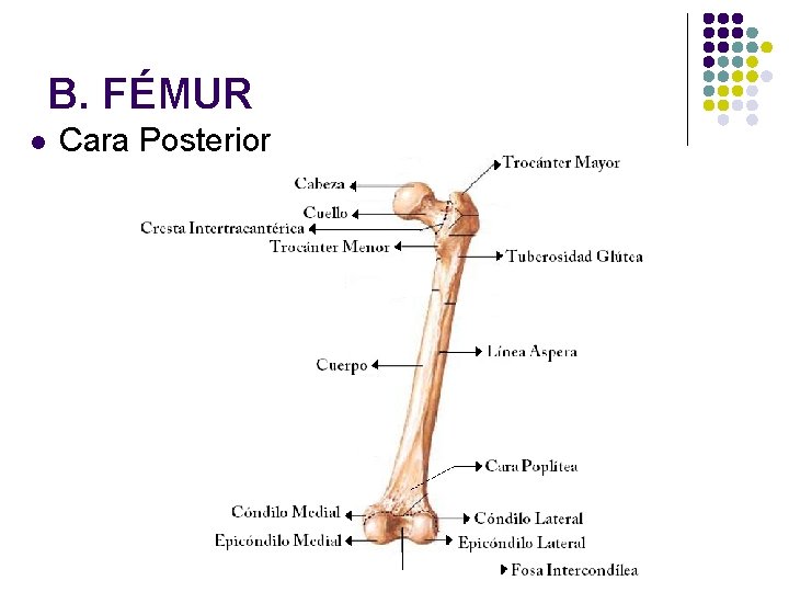 B. FÉMUR l Cara Posterior 