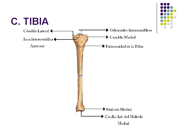 C. TIBIA 
