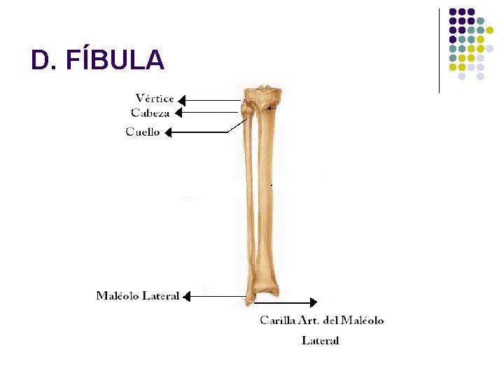D. FÍBULA 