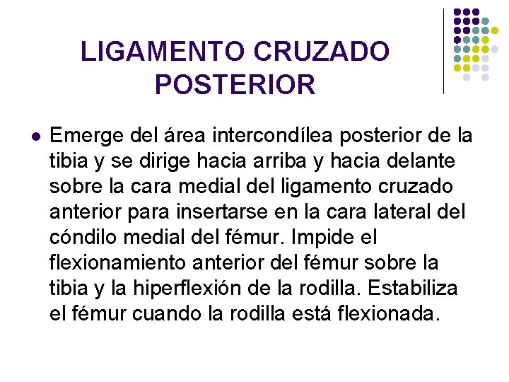 LIGAMENTO CRUZADO POSTERIOR l Emerge del área intercondílea posterior de la tibia y se