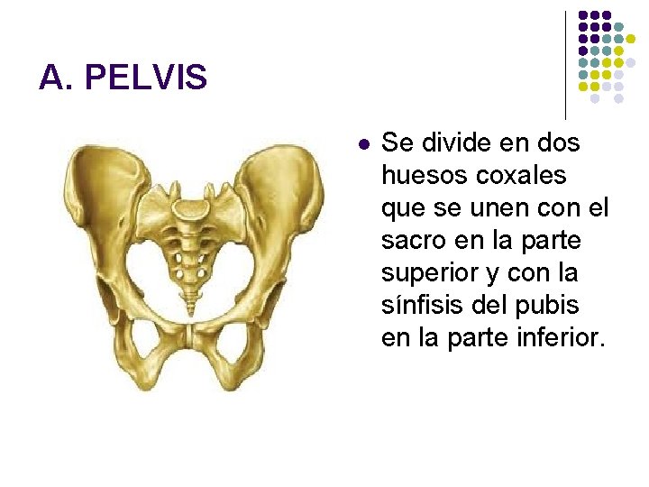 A. PELVIS l Se divide en dos huesos coxales que se unen con el