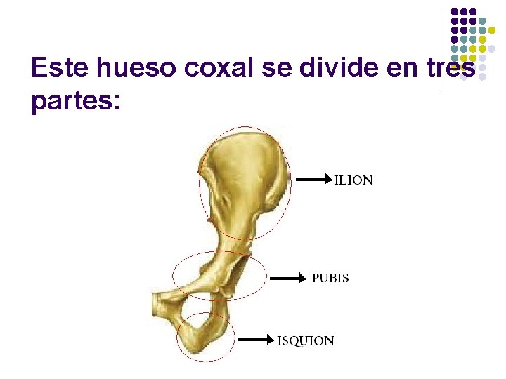 Este hueso coxal se divide en tres partes: 
