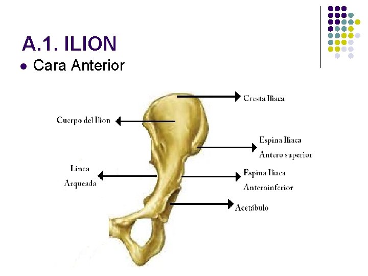 A. 1. ILION l Cara Anterior 