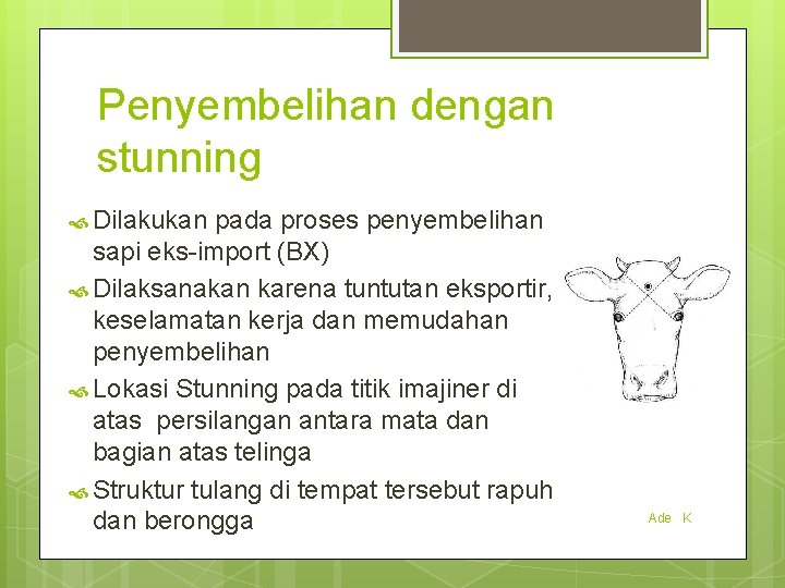 Penyembelihan dengan stunning Dilakukan pada proses penyembelihan sapi eks-import (BX) Dilaksanakan karena tuntutan eksportir,
