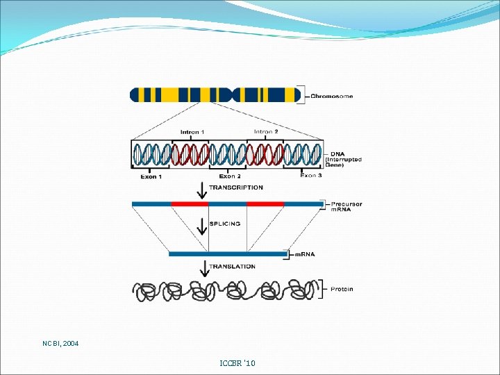 NCBI, 2004 ICCBR '10 