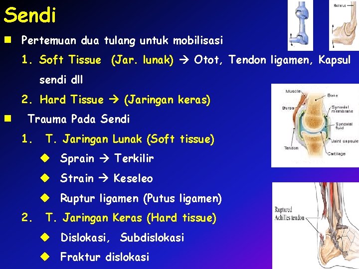 Sendi n Pertemuan dua tulang untuk mobilisasi 1. Soft Tissue (Jar. lunak) Otot, Tendon