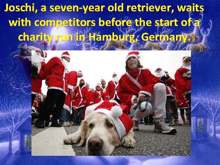 Joschi, a seven-year old retriever, waits with competitors before the start of a charity