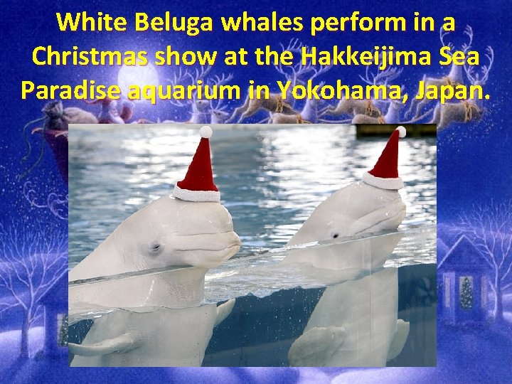 White Beluga whales perform in a Christmas show at the Hakkeijima Sea Paradise aquarium