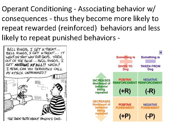 Operant Conditioning - Associating behavior w/ consequences - thus they become more likely to