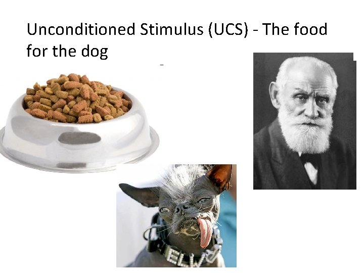 Unconditioned Stimulus (UCS) - The food for the dog 