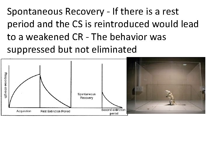 Spontaneous Recovery - If there is a rest period and the CS is reintroduced