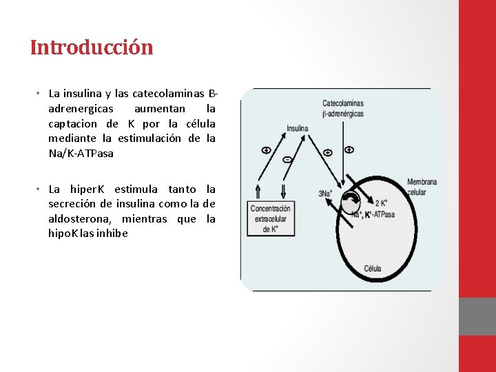 Introducción • La insulina y las catecolaminas B‐ adrenergicas aumentan la captacion de K