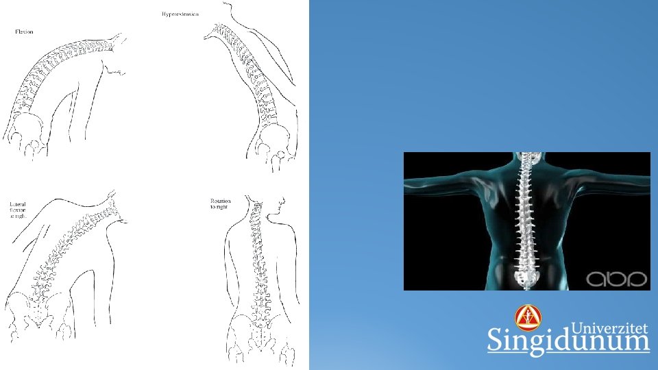 POKRETI KIČMENOG STUBA Ø ANTEFLEKSIJA/RETROFLEKSIJA: pretklon/zaklon Ø LATEROFLEKSIJA: otklon na desnu ili levu stranu
