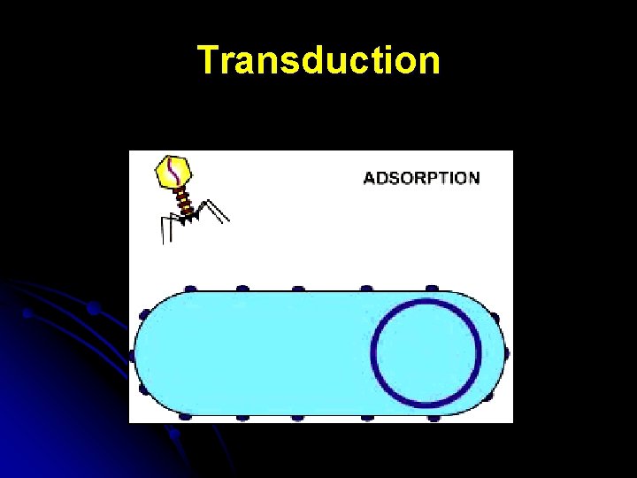 Transduction 