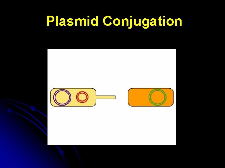 Plasmid Conjugation 