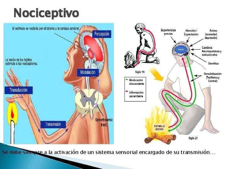 Nociceptivo Se debe siempre a la activación de un sistema sensorial encargado de su