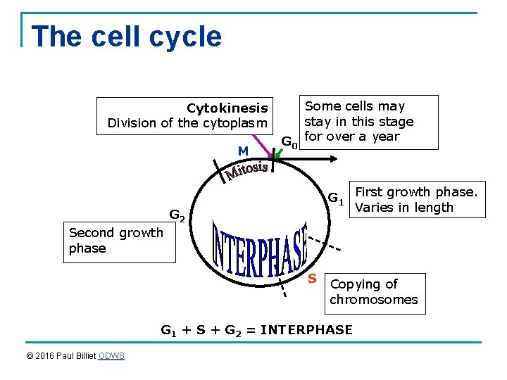The cell cycle Cytokinesis Division of the cytoplasm M G 0 Some cells may