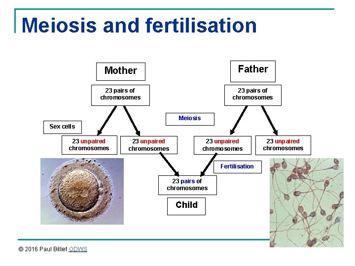 Meiosis and fertilisation Mother Father 23 pairs of chromosomes Meiosis Sex cells 23 unpaired