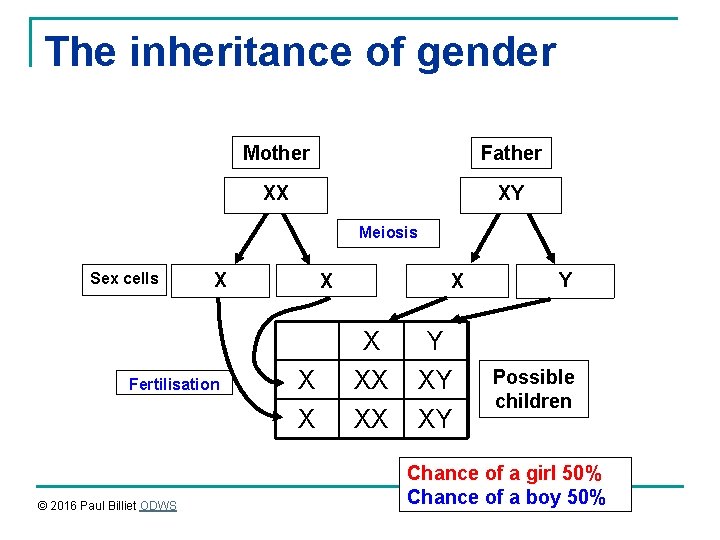 The inheritance of gender Mother Father XX XY Meiosis Sex cells X Fertilisation ©