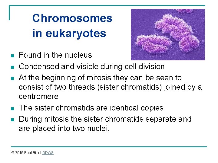 Chromosomes in eukaryotes n n n Found in the nucleus Condensed and visible during