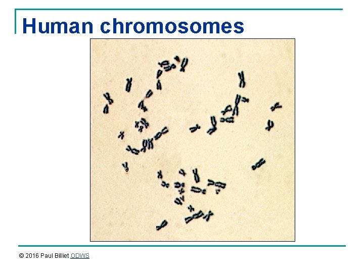 Human chromosomes © 2016 Paul Billiet ODWS 